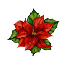 Watercolor Poinsettia Christmas Star Flower Isolated On White Background. Christmas Holiday Plant Decor.