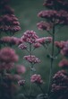 Selective focus shot of Vervain flowers with blur background