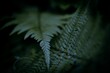 Closeup shot of green fern plants with dark background in the garden