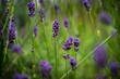 Selective focus shot of English lavender with green plants in the garden