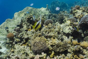  Red sea coral reef in Aqaba, Jordan. Pannanfish. 