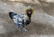 Polish Or Houdan Chicken With Funny Comb