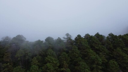 Wall Mural - Aerial view of tropical forest with mist in the morning. Top view from drone of beautiful mountain tropical forest during winter in Thailand. Natural landscape background.