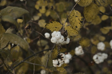 Wall Mural - In late autumn, white berries on a bare bush Symphoricarpos albus genus of deciduous shrubs, Honeysuckle family Caprifoliaceae