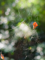 くもの巣に捕らわれた赤い落ち葉 red fallen leaves trapped in a spider's web