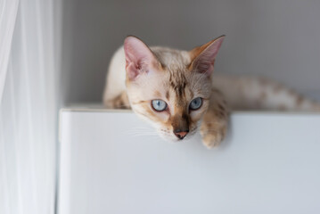 Wall Mural - Young domestic cat of light color lies on the surface, looking to the side. bengal breed snow lars