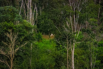 Wall Mural - Landscape in rural Venezuela