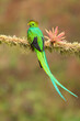 Resplendent quetzal (Pharomachrus mocinno) is a small bird found in southern Mexico and Central America, with two recognized subspecies