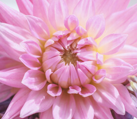 Wall Mural - Flower of pink dahlia. Selective focus with shallow depth of field.