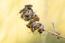 Plasterer Bees (Colletes Sp.) Regrouping