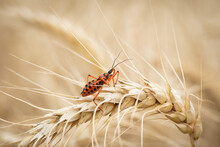 Assassin Bug Rhinocoris Sp. On An Ear Of Wheat