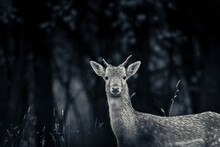 Fallow Deer In The Woods