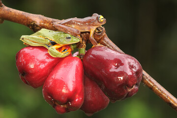 Wall Mural - Two green tree frogs prepare to mate on a branch of a pink Malay apple tree covered in fruit. This amphibian has the scientific name Rhacophorus reinwardtii.