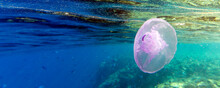 Picture Of Aurelia Aurita Jellyfish