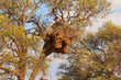 Communal nest of sociable weavers, Solitaire, Namibia.