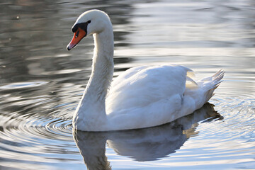 Wall Mural - Swan