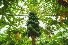 A Papaya Tree With Hollow Stems And Petioles. The Leaves Are Arranged In A Spiral And Clustered At The Growing Tip Of The Trunk. The Plant Is Showing A Heavy Fruiting Crop That Is Still Green.