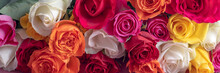 Bunch Of Colorful Roses. Beautiful Bouquet Of Roses In Variety Of Colors On Dusty Pink Background With Copy Space, Banner Size