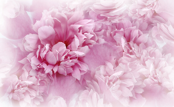 Pink peinies flowers and petals. Spring floral background.  Nature.