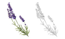 Lavender Flowers Isolated On White