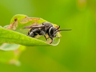 Sticker - Closeup of a bee sitting on a garden leaf against a blurred background