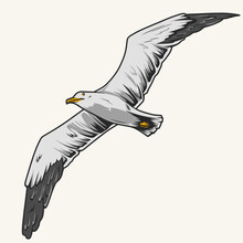 Herring Gull Colorful Detailed Logotype