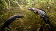 Italian crested newt (Triturus carnifex) male and female comparsion during aquatic phase