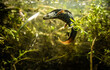 Italian crested newt (Triturus carnifex) male between aquatic plants