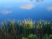Reflection Of The Reeds, The Blue Sky And The White  Cloud In The Lake Water On A Sunny Day, Background