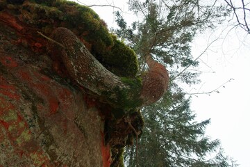 Wall Mural - tree in the park