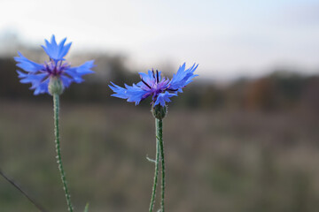 Wall Mural - Small blue flowers in the garden