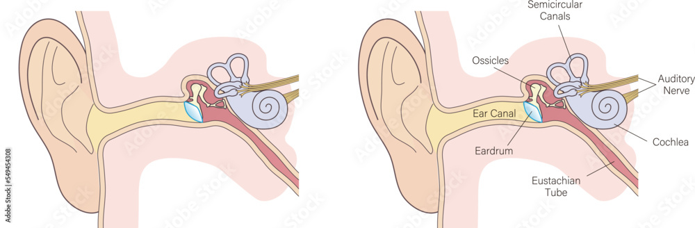 Simplified Ear ear anatomy vector diagram, simple color Stock Vector | Adobe Stock