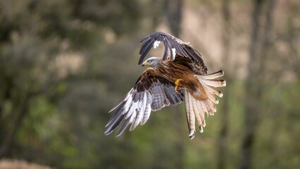 Canvas Print - Beautiful Red Kite (Milvus milvus) gracefully flies in the air with blurred trees in the background