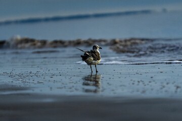 Poster - Seagull perched at the shore on the background of splashing waves of the sea