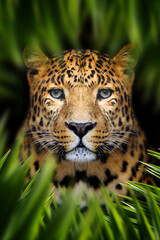 Wall Mural - Leopard lurking in the leaves in the jungle