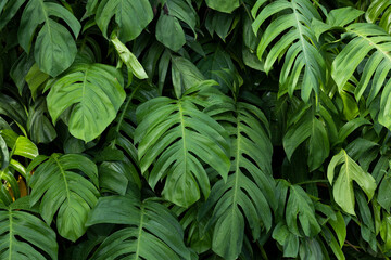 Wall Mural - Philodendron plant grow in rain forest