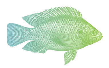 Wall Mural - Nile tilapia oreochromis niloticus, tropical freshwater fish in side view