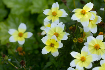 Sticker - Arizona beggarticks, Bidens aurea in bloom