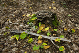 Fototapeta Pomosty - mushrooms on the trunk, forest compositions