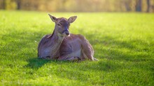 Closeup Of A Fawn Resting On A Grassy Ground