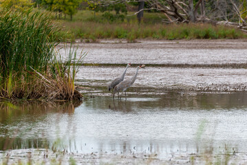 Two Sandhill Cranes Feeding On The River In Fall