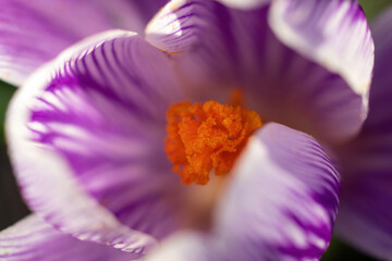 Poster - spring crocus flowers on the ground