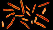 Bacteria Mycobacterium bovis, illustration