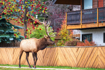 elk walking in the town of jasper in canada