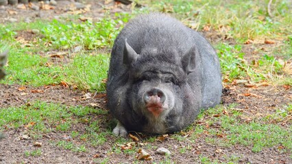 Sticker - big black pig lying on the ground