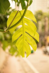 Wall Mural - Shallow focus of a Swiss cheese leaf with blur background