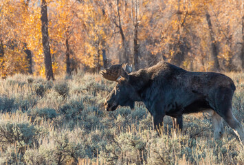 Sticker - Young Bull Moose in Autumn in Wyoming
