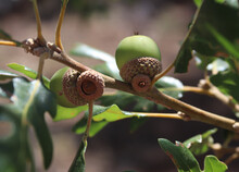Close Up Of Green Acorns And Oak Leaves