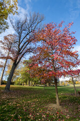 Autumn trees in the park. trees in nature in autumn in a public park near the river. Gorgeous foliage colors in autumn.