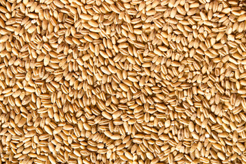 Wall Mural - close up of wheat seeds	